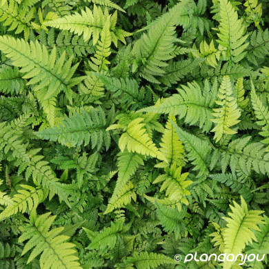 Polystichum tsussimense