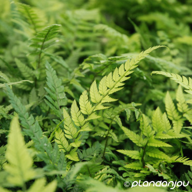 Polystichum tsussimense