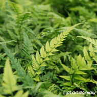 Polystichum tsussimense