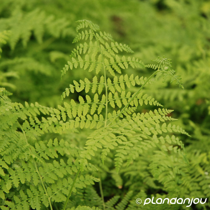 Pteridium aquilinum