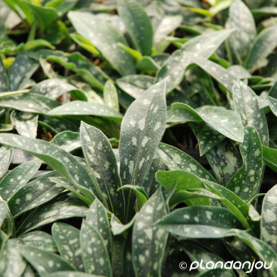 Pulmonaria longifolia 'E.B. Anderson'