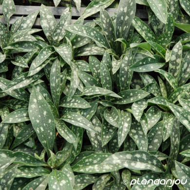 Pulmonaria longifolia 'E.B. Anderson'