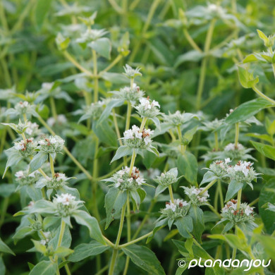 Pycnanthemum muticum