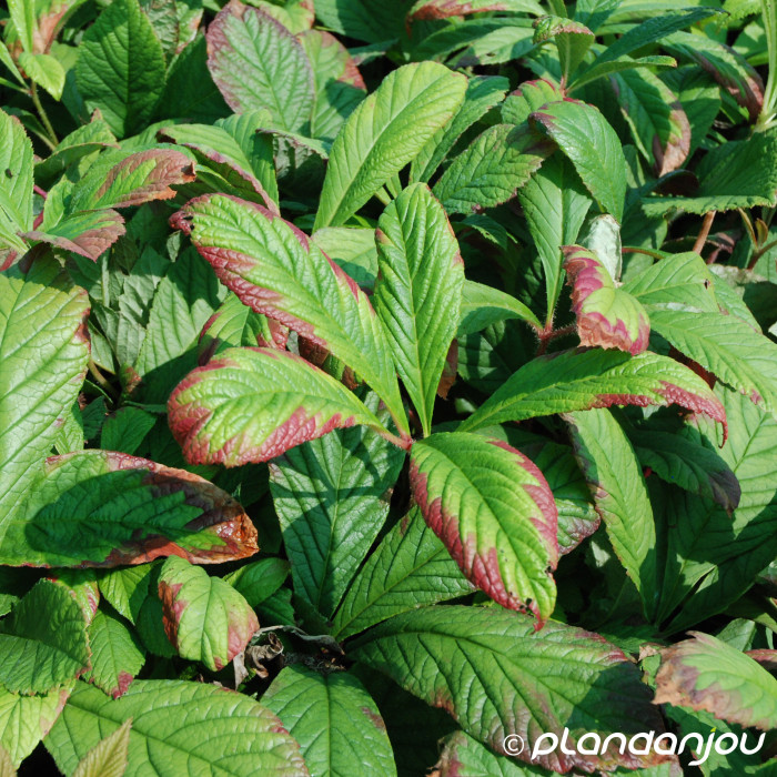 Rodgersia pinnata