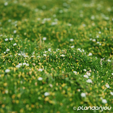 Sagina subulata Green Moss