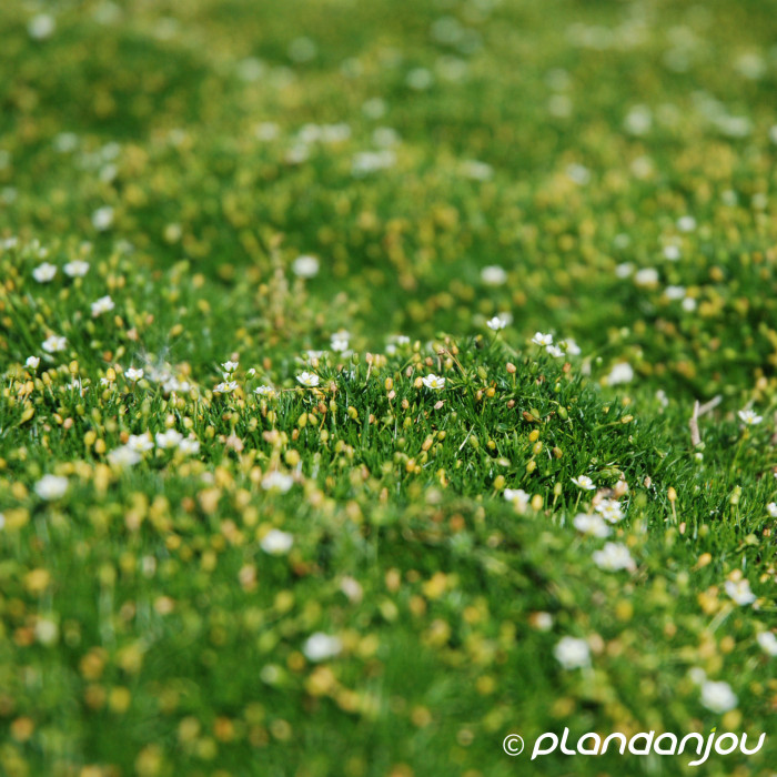 Sagina subulata Green Moss