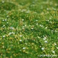 Sagina subulata Green Moss