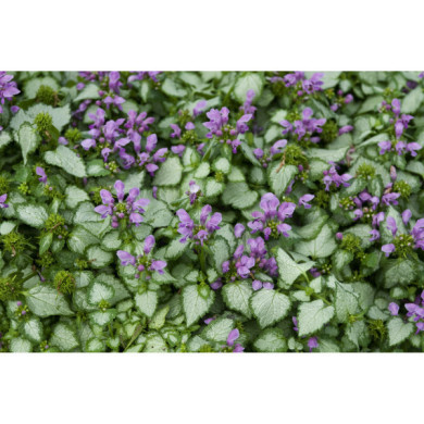 Lamium maculatum 'Beacon Silver'