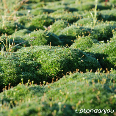 Sagina subulata Green Moss
