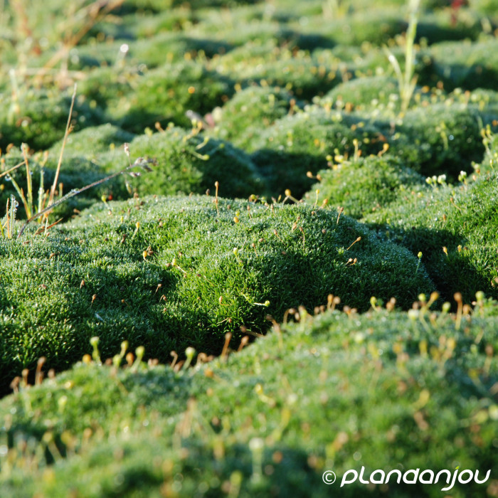 Sagina subulata Green Moss
