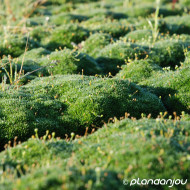 Sagina subulata Green Moss