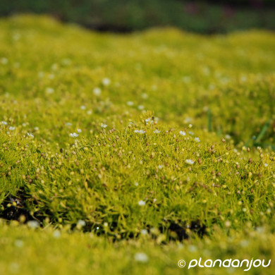 Sagina subulata 'Aurea'