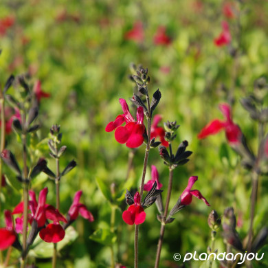 Salvia greggii 'Cherry Lips'