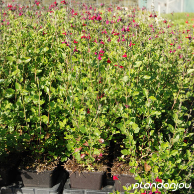 Salvia greggii 'Cherry Lips'