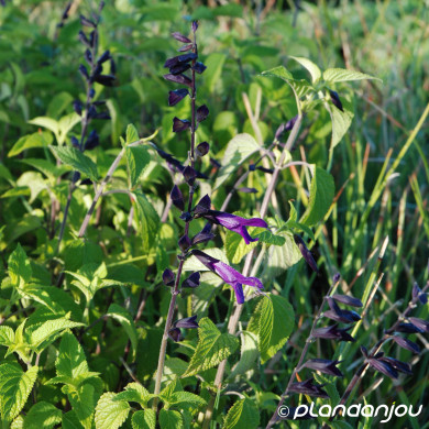 Salvia Amistad®