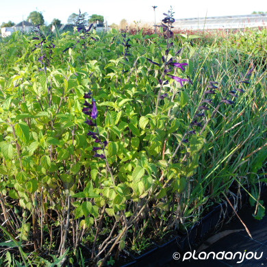 Salvia Amistad®