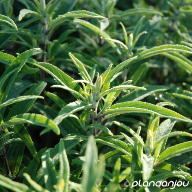 Salvia leucantha 'Santa Barbara'