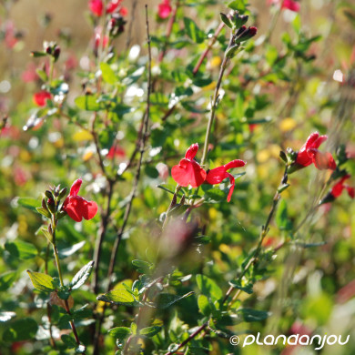Salvia microphylla 'Royal Bumble'