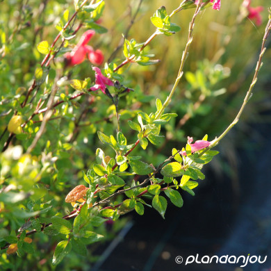 Salvia microphylla 'Royal Bumble'