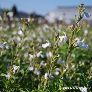 Salvia microphylla 'Gletsjer'