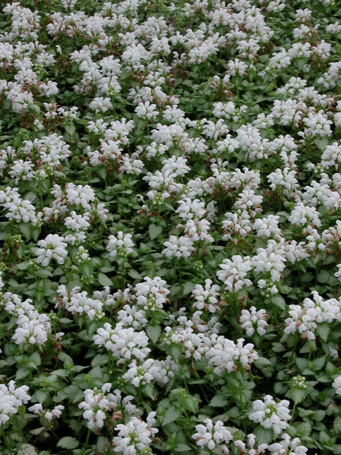 Lamium maculatum 'White Nancy'