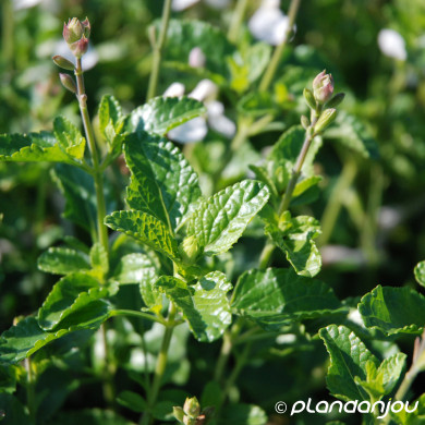 Salvia microphylla 'Gletsjer'
