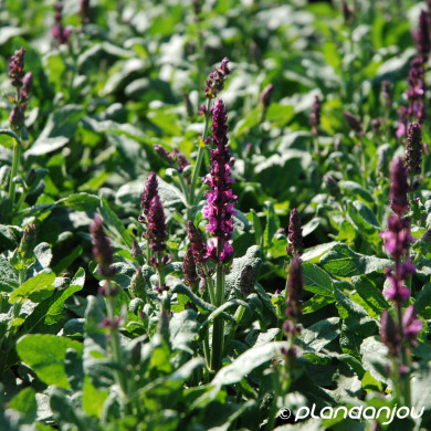 Salvia nemorosa Synchro Pink® 'Flosasynpi'