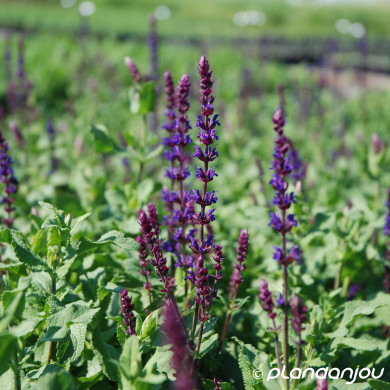 Salvia nemorosa 'Caradonna'