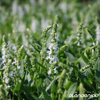 Salvia nemorosa 'Schneehügel'