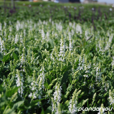Salvia nemorosa 'Schneehügel'