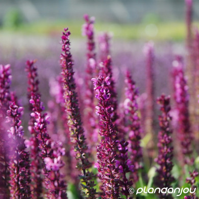 Salvia nemorosa 'Rose Queen'