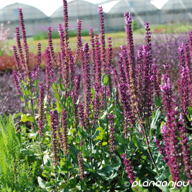 Salvia nemorosa 'Rose Queen'