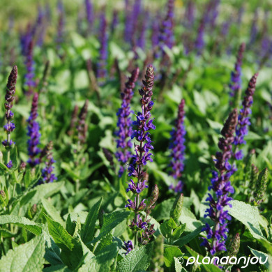 Salvia nemorosa 'Ostfriesland'