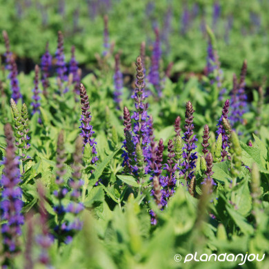 Salvia nemorosa 'Ostfriesland'