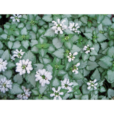 Lamium maculatum 'White Nancy'