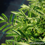 Sanguisorba officinalis 'Pink Tanna'