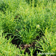 Santolina rosmarinifolia