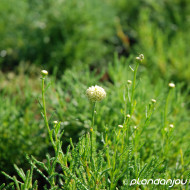 Santolina rosmarinifolia
