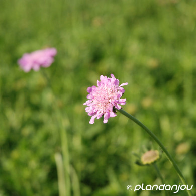 Scabiosa columbaria 'Pink Mist'
