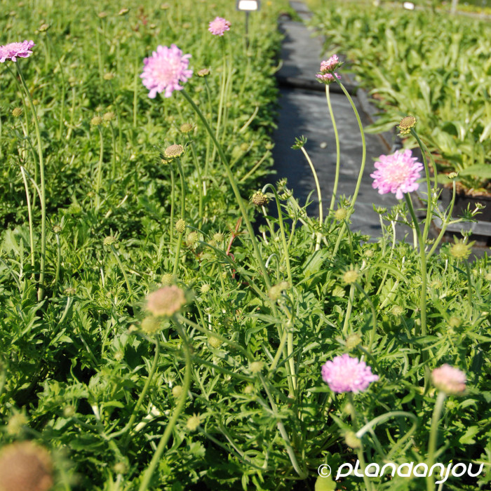 Scabiosa columbaria 'Pink Mist'