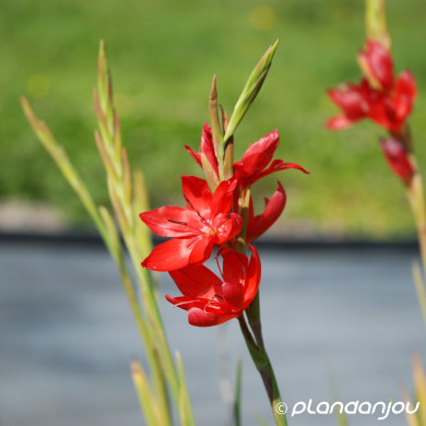 Hesperantha coccinea