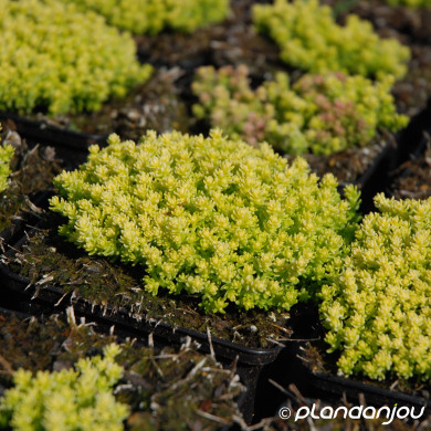 Sedum acre 'Elegans'
