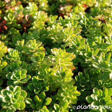 Sedum floriferum