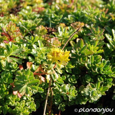 Sedum floriferum