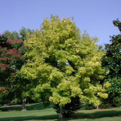 Fraxinus excelsior 'Jaspidea'