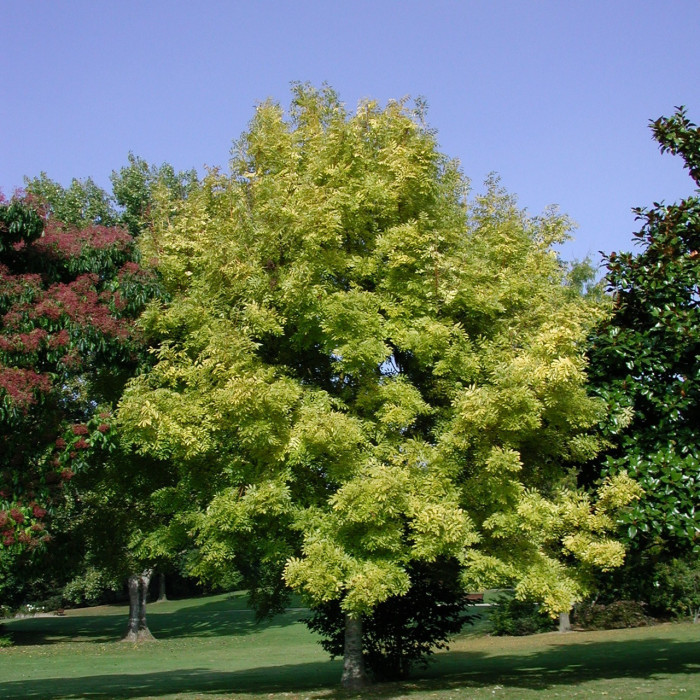 Fraxinus excelsior 'Jaspidea'