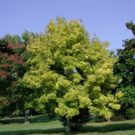 Fraxinus excelsior 'Jaspidea'