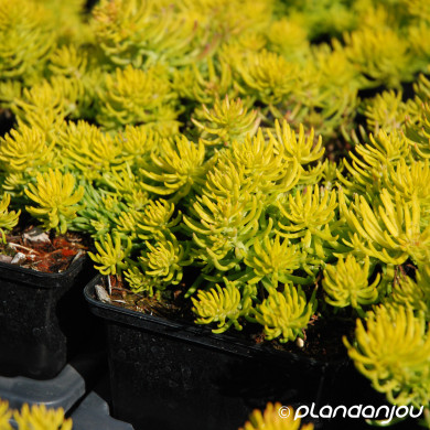 Sedum reflexum 'Angelina'