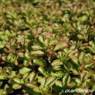 Sedum spurium 'Purple Winter'
