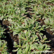 Sedum spurium 'Tricolor'